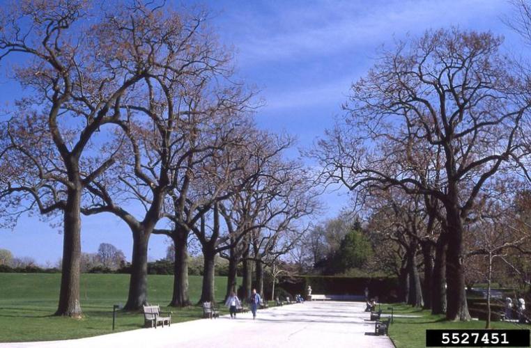 Princess Tree Vermont Invasives